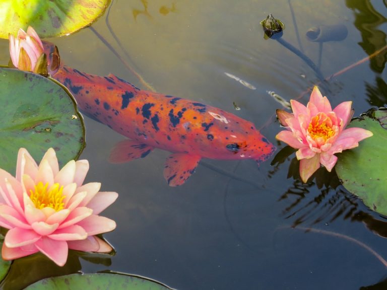Fische im Gartenteich Wie Ihnen die Haltung gelingt blog.wiltec.de